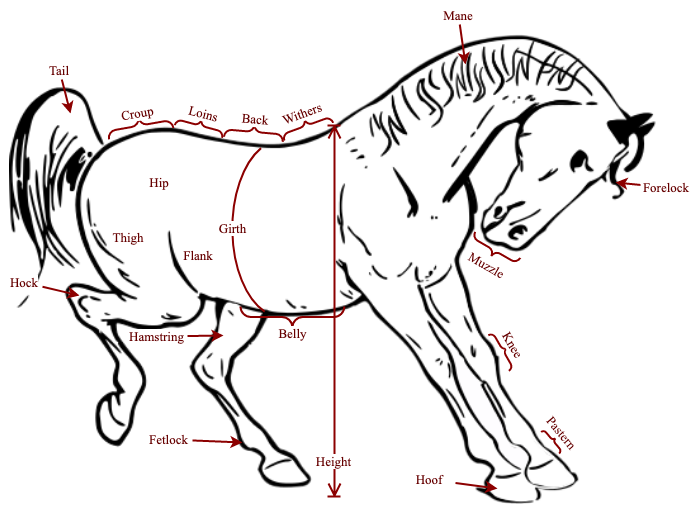 A horse image labelled with shapes in diagrams.net